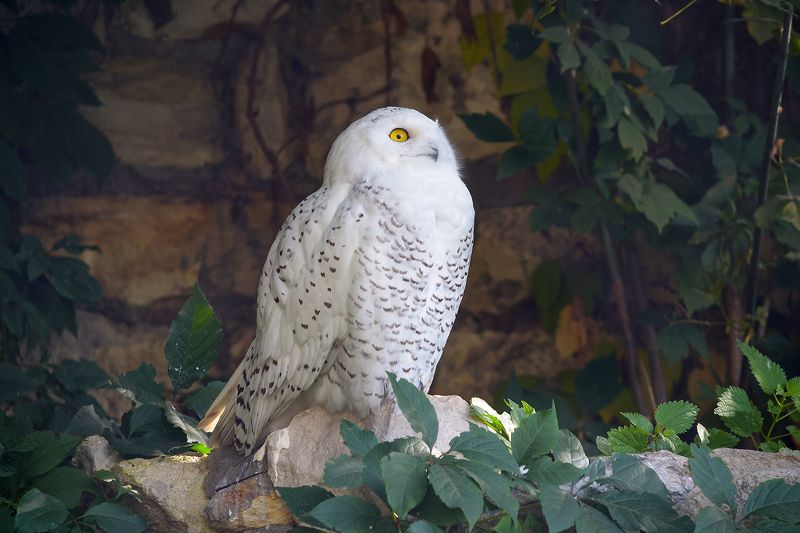 Белая сова (Bubo scandiacus). фото превью
