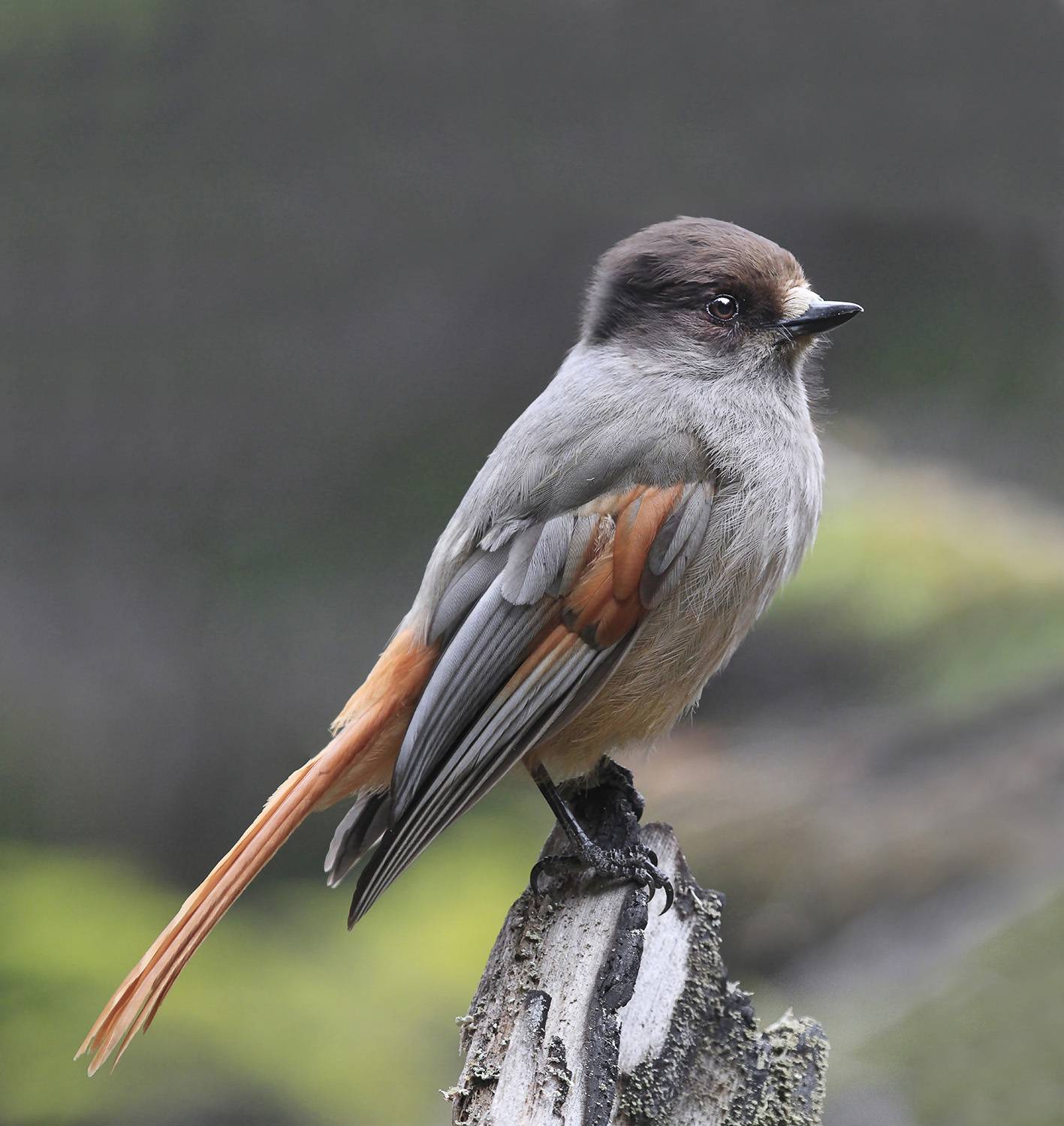 кукша, Валерий Платонов