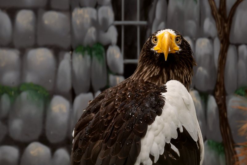 Взгляд хищника. фото превью