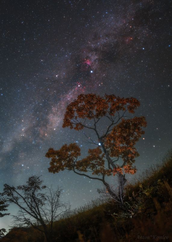 ночь, осень, млечный путь, звезды, лебедь, дуб, приморье В осеннем одеянии фото превью