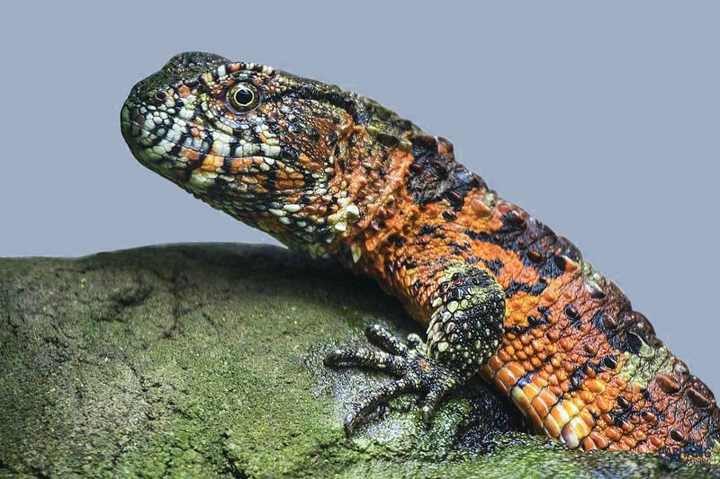 Crocodile lizard фото превью