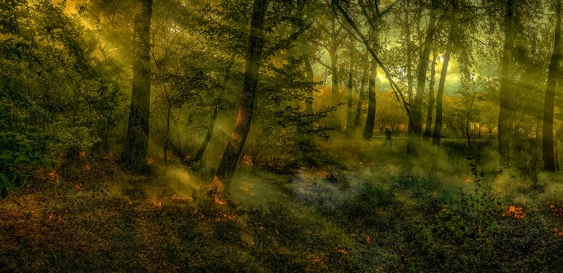 Лес фото превью