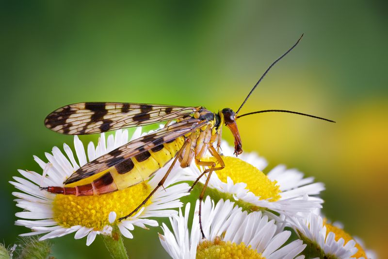 Скорпионница фото превью