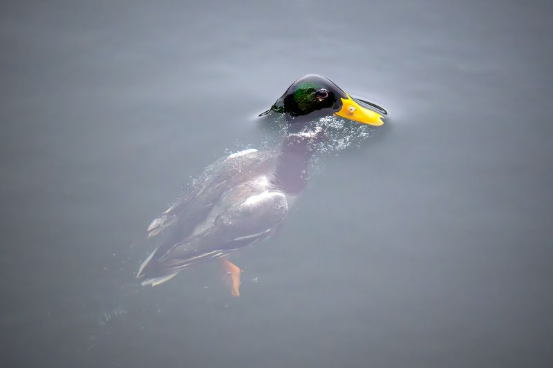 Аквалангист. фото превью