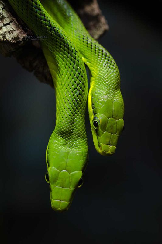 Red-tailed green ratsnake фото превью