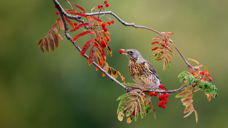 Дрозды и вороны) фото превью