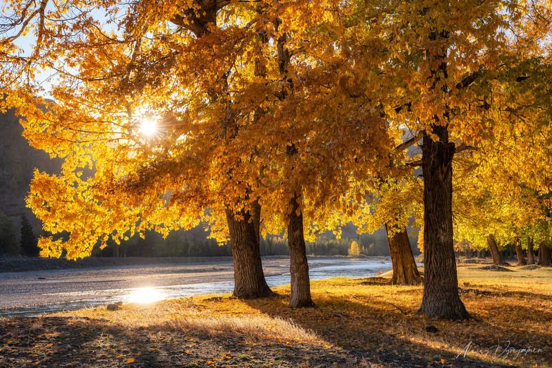 altay, lake, mirror, water, landscape, autumn, trees, outdoor *** фото превью