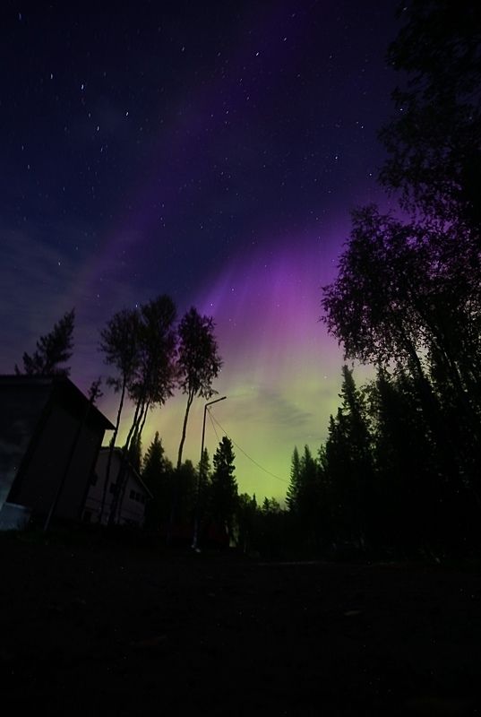 сияние, северное сияние, лес, магнитная буря, ночь, звезды, деревья, небо «Вспышка в ночи» фото превью