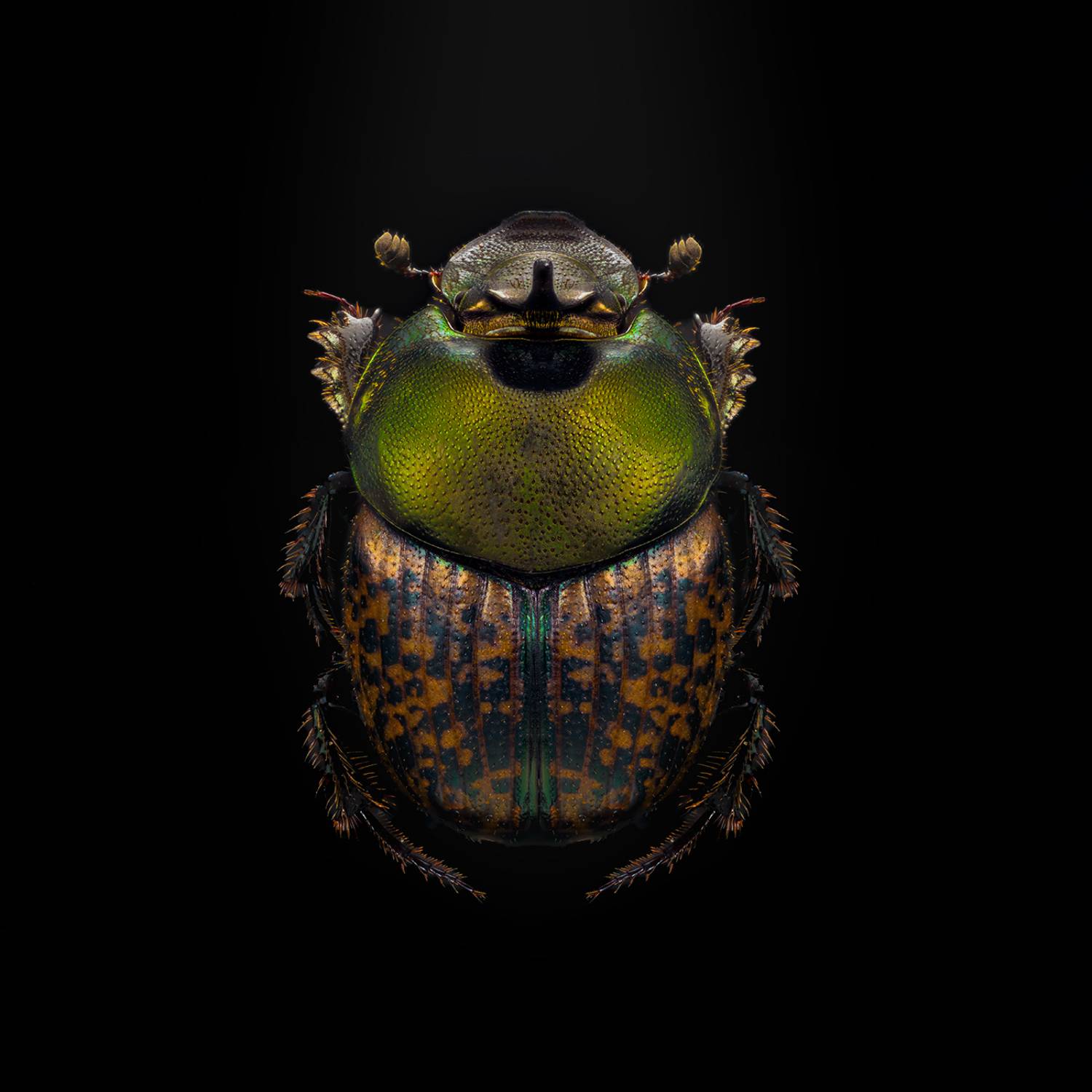 onthophagus vacca, Kavaliauskas Eugenijus