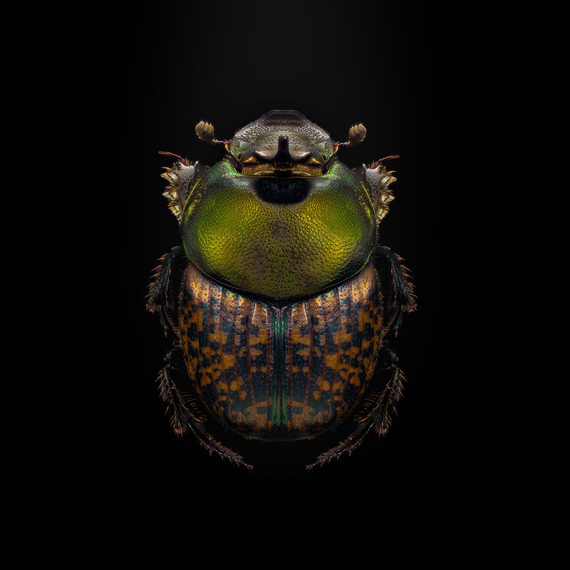 onthophagus vacca Onthophagus vacca фото превью