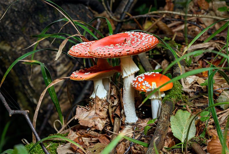 Червени Мухоморки фото превью