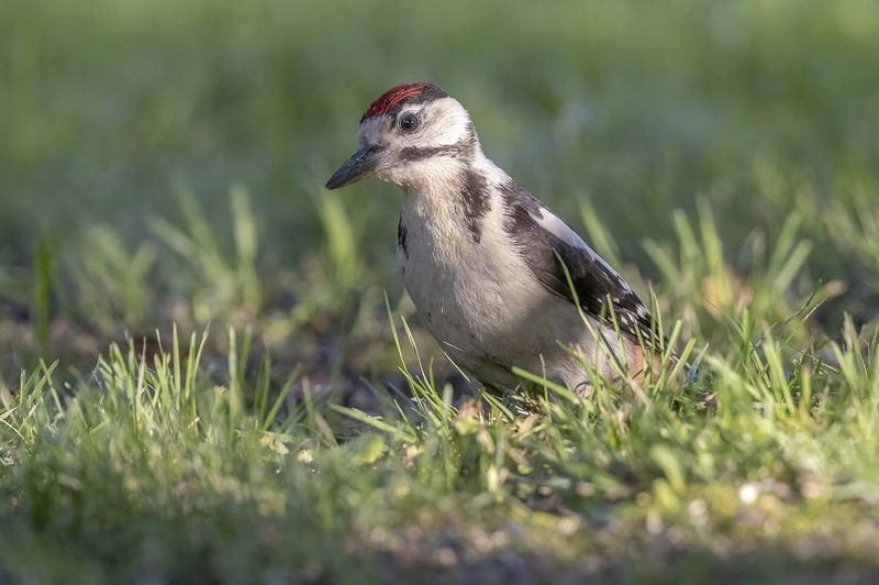 Птицы, Подмосковье *** фото превью