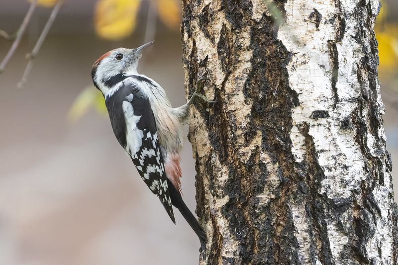 птицы, подмосковье *** фото превью