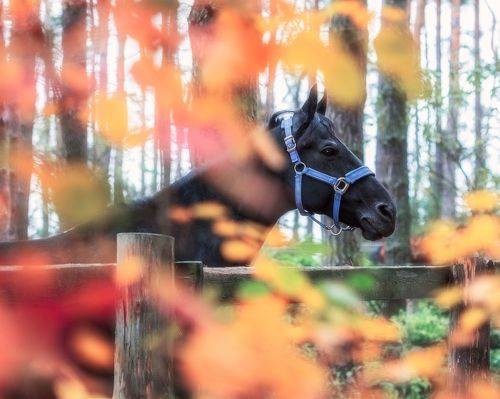 Портрет лошади