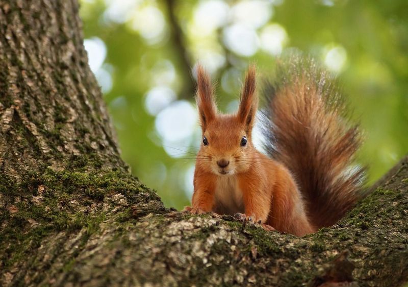 *** фото превью