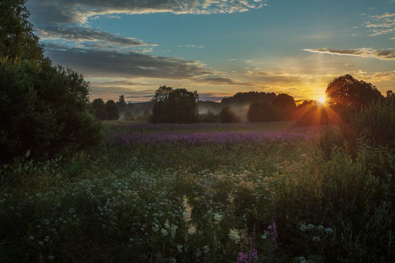 поле, вечер, закат, облака, солнце, луч, травы, цветы, цветение, лето Лучики на прощанье фото превью