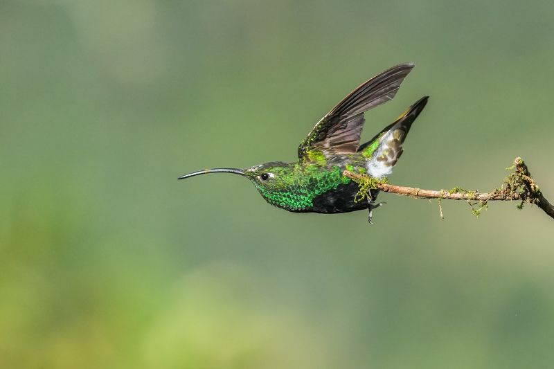 蜂鸟 фото превью
