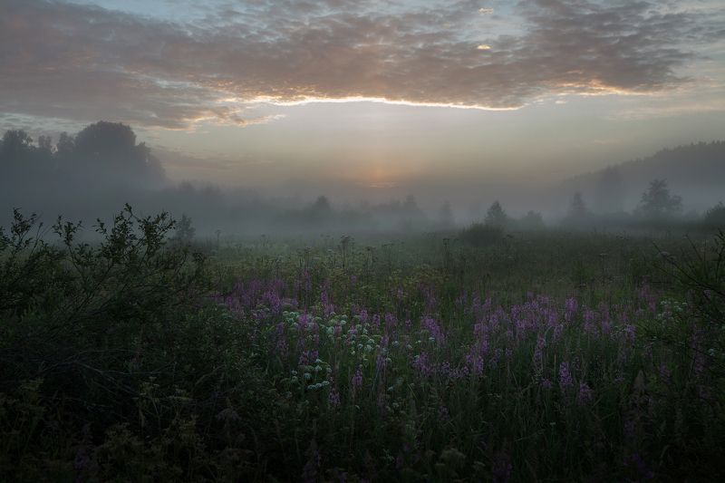 вечер закат туман поле облака травы иван-чай Колыбельная фото превью