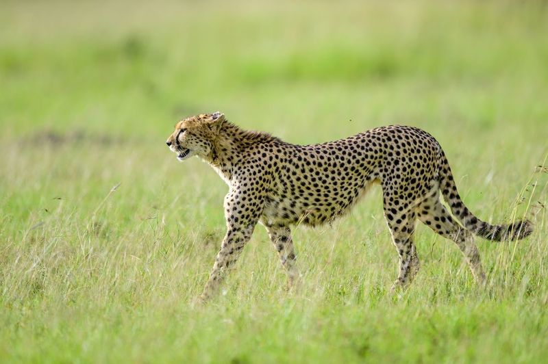 Грация фото превью