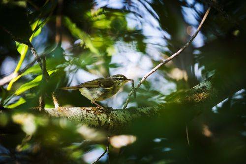 Удачная охота