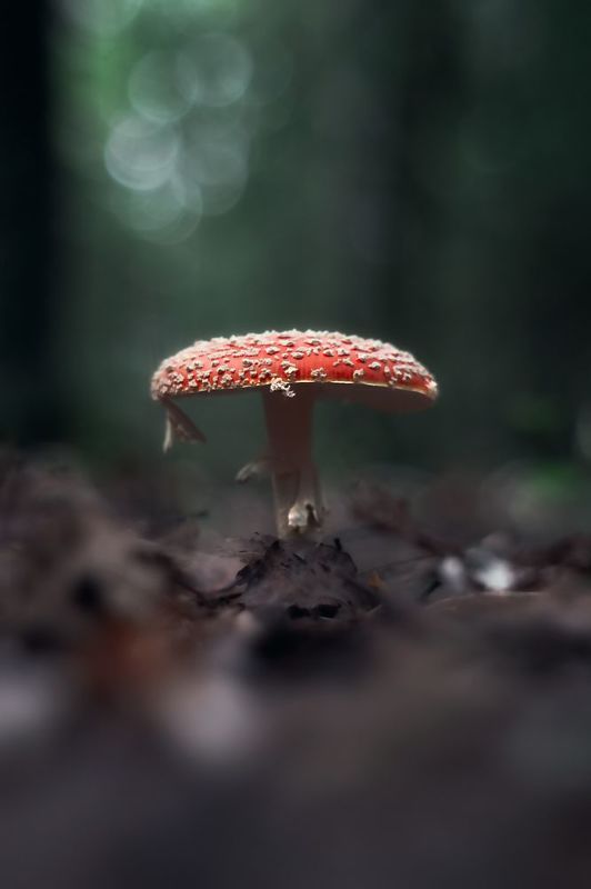 Мухоморовы тропинки фото превью