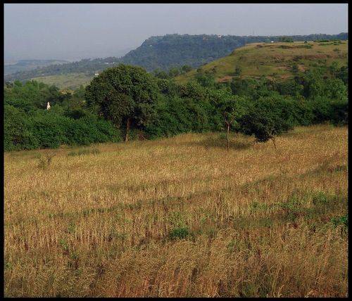Masai Plateau - 2014 