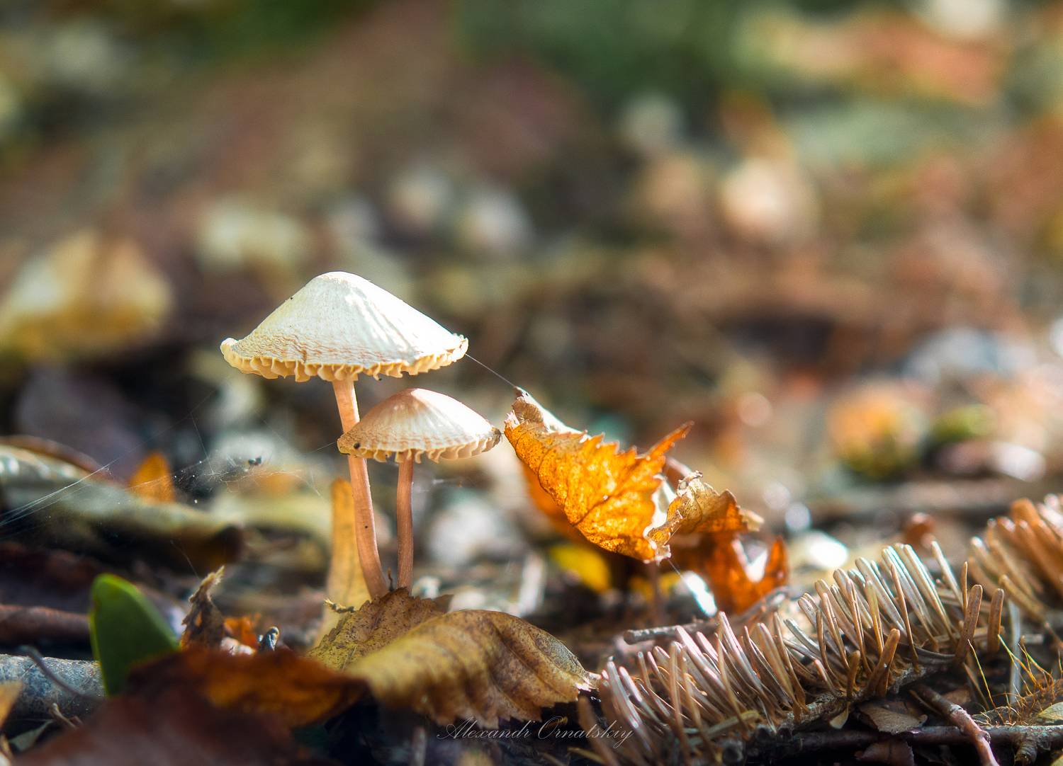 , Alexander Ornatskiy