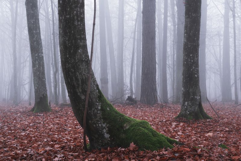 В лесу осенний туман фото превью
