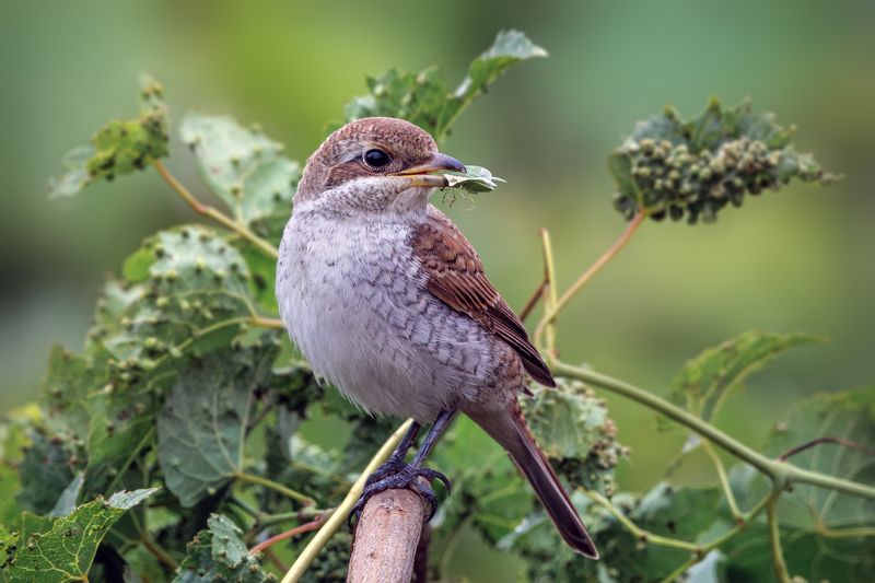Red-backed shrike фото превью