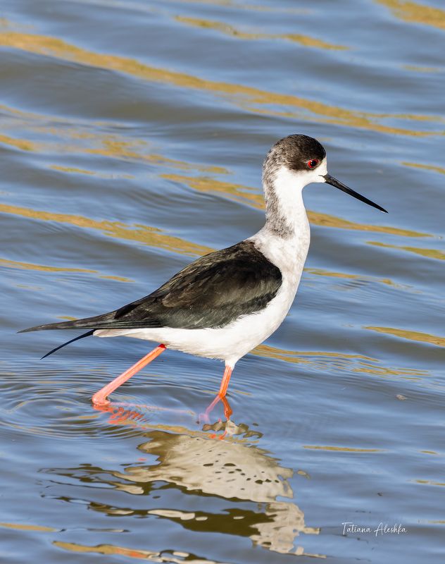 птицы Ходулочник (himantopus himantopus) фото превью