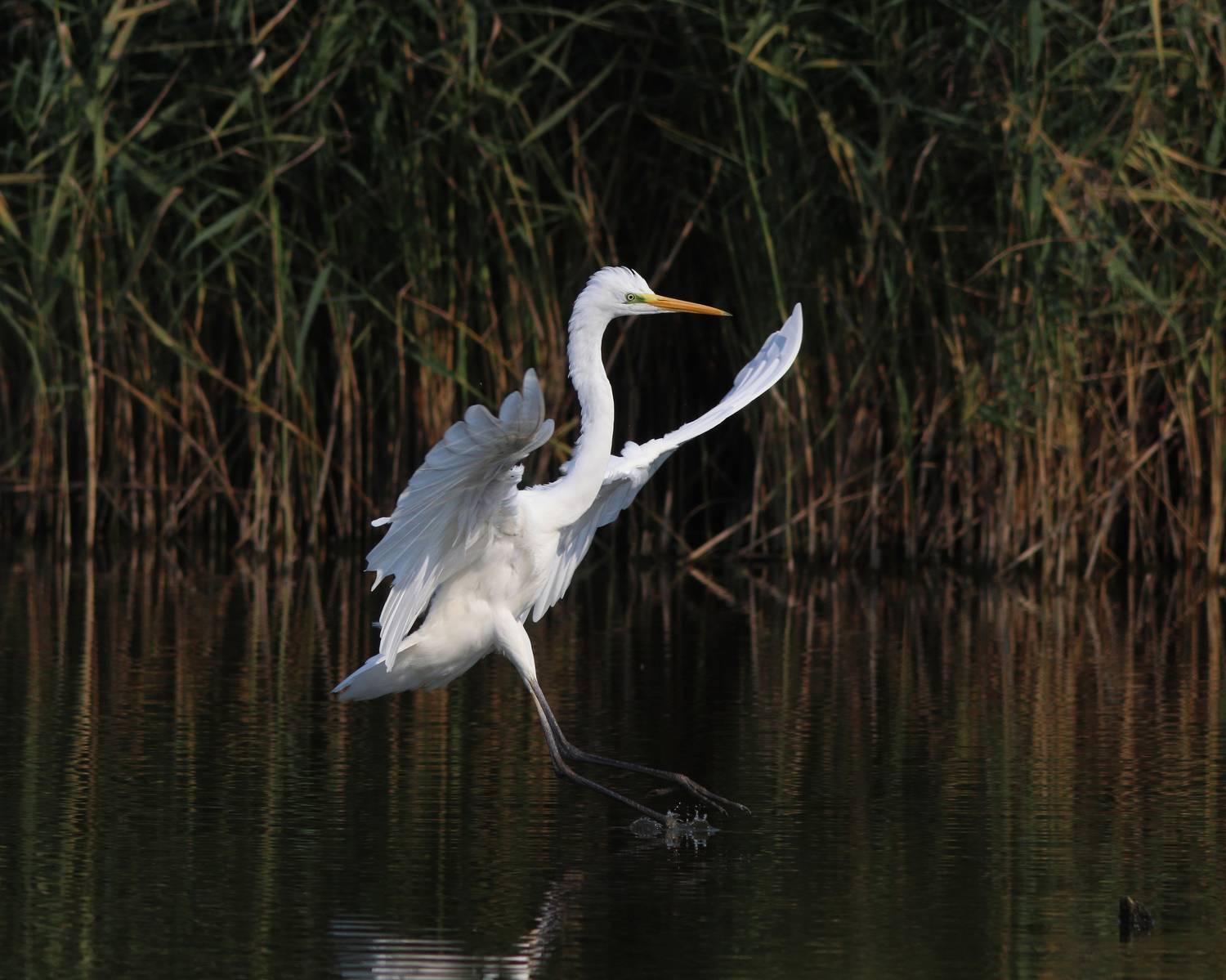 большая белая цапля, цапля, ardea alba, heron, great egret, Бондаренко Георгий