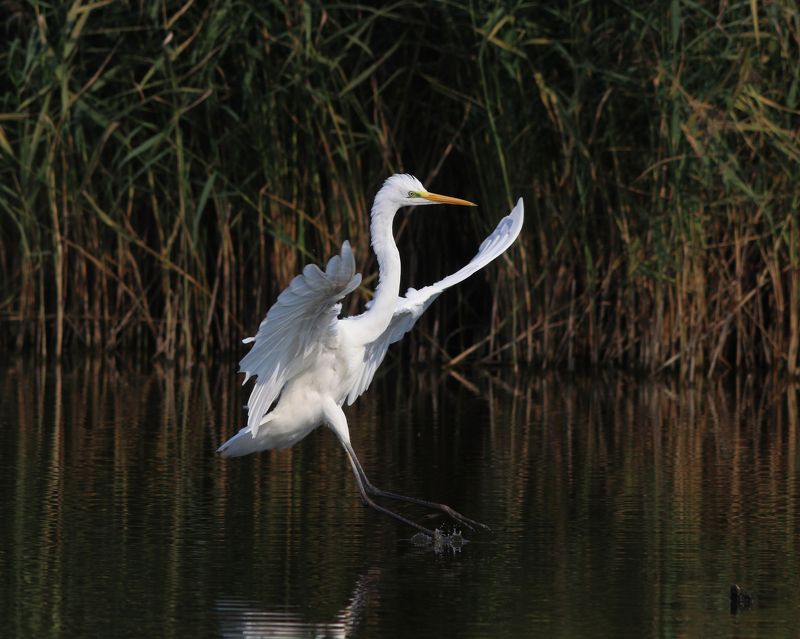 большая белая цапля, цапля, ardea alba, heron, great egret Мягкая посадка фото превью