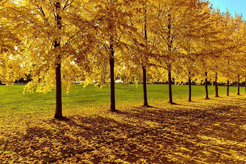 парк, осень, золотая осень, липа, аллея, Янтарный сон фото превью
