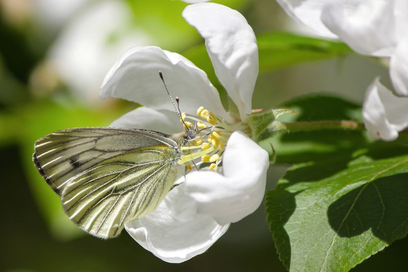 Белянка брюквенная (Pieris napi). фото превью