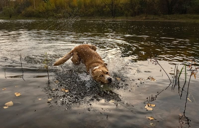 осень, сибирь, животный мир, купание, собака, желтые листья Пес, который любит купаться фото превью