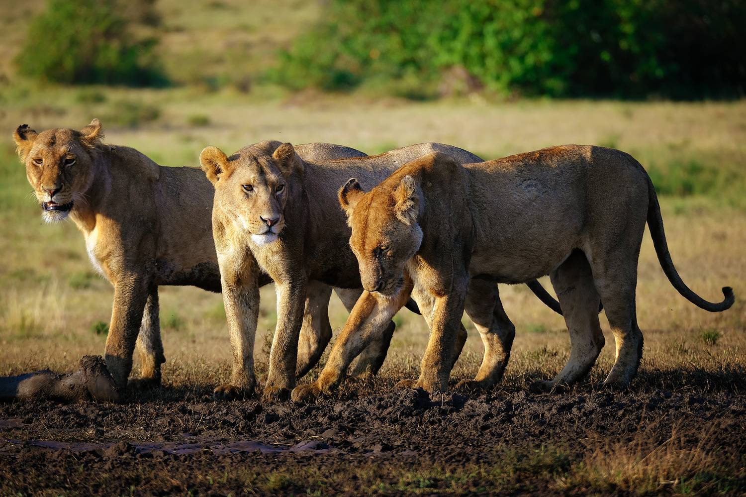 , Худзинская Ирина