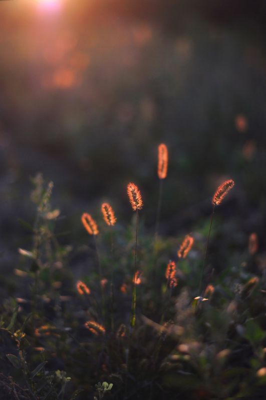 осень, травы, вечер, закат Октябрьский вечер  фото превью