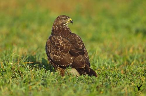 Ранним солнечным утром.