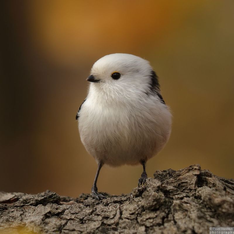 Ополовник фото превью