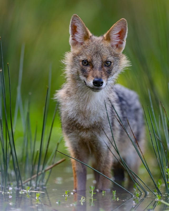 Golden jackal фото превью