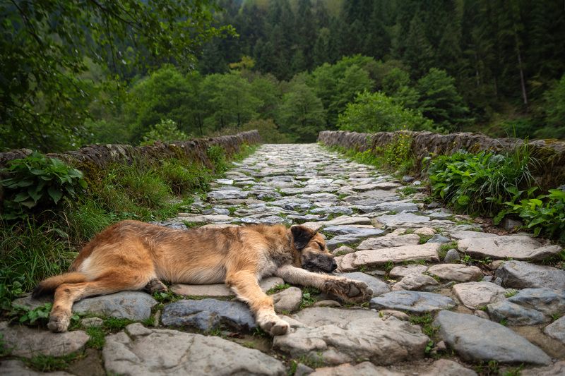 Утомился фото превью