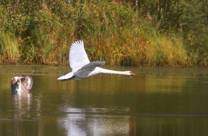 Лебеди фото превью
