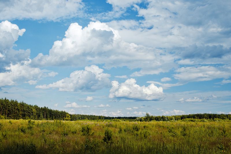 У леса фото превью