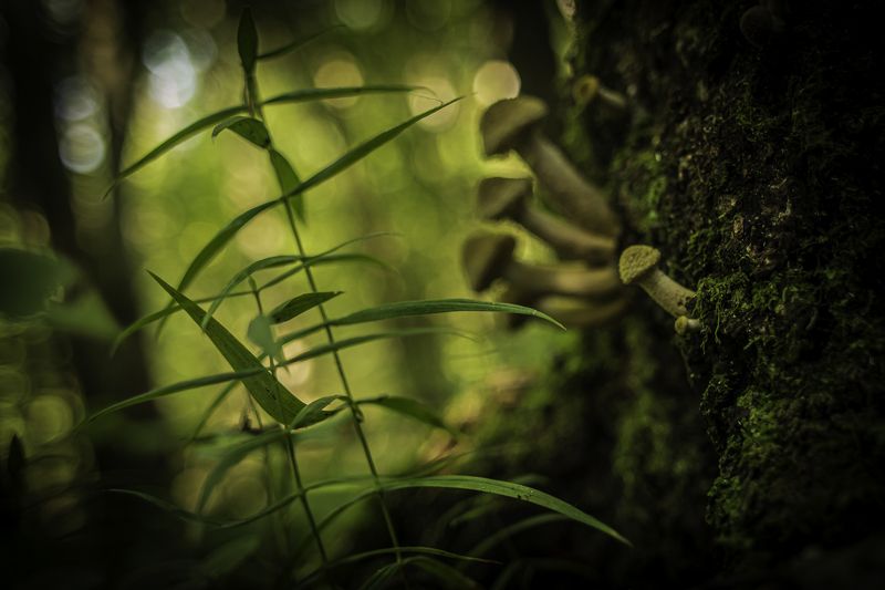 природа В лесу фото превью