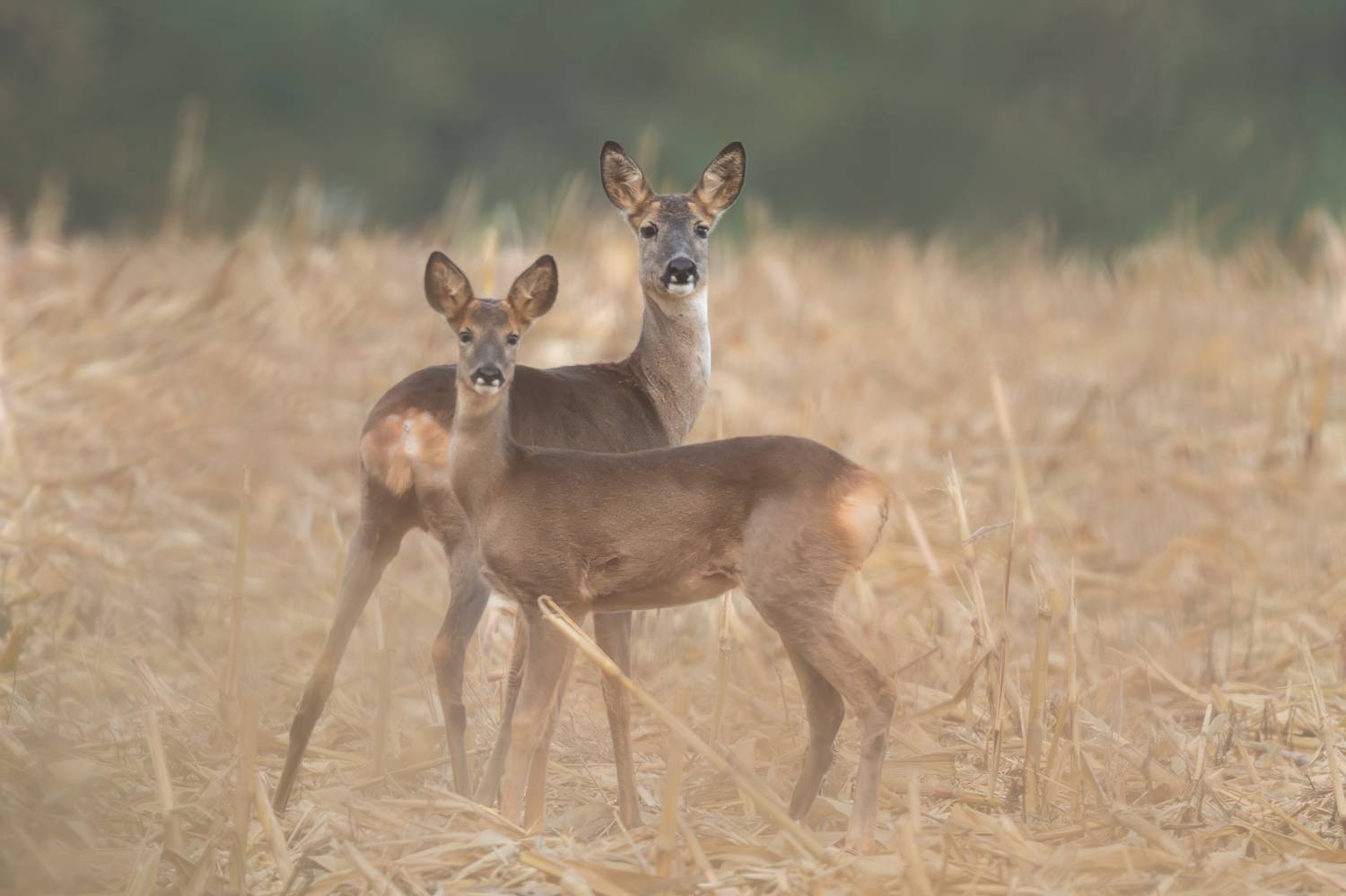 животные, косуля, природа, дикая природа, canon, Пронин Денис