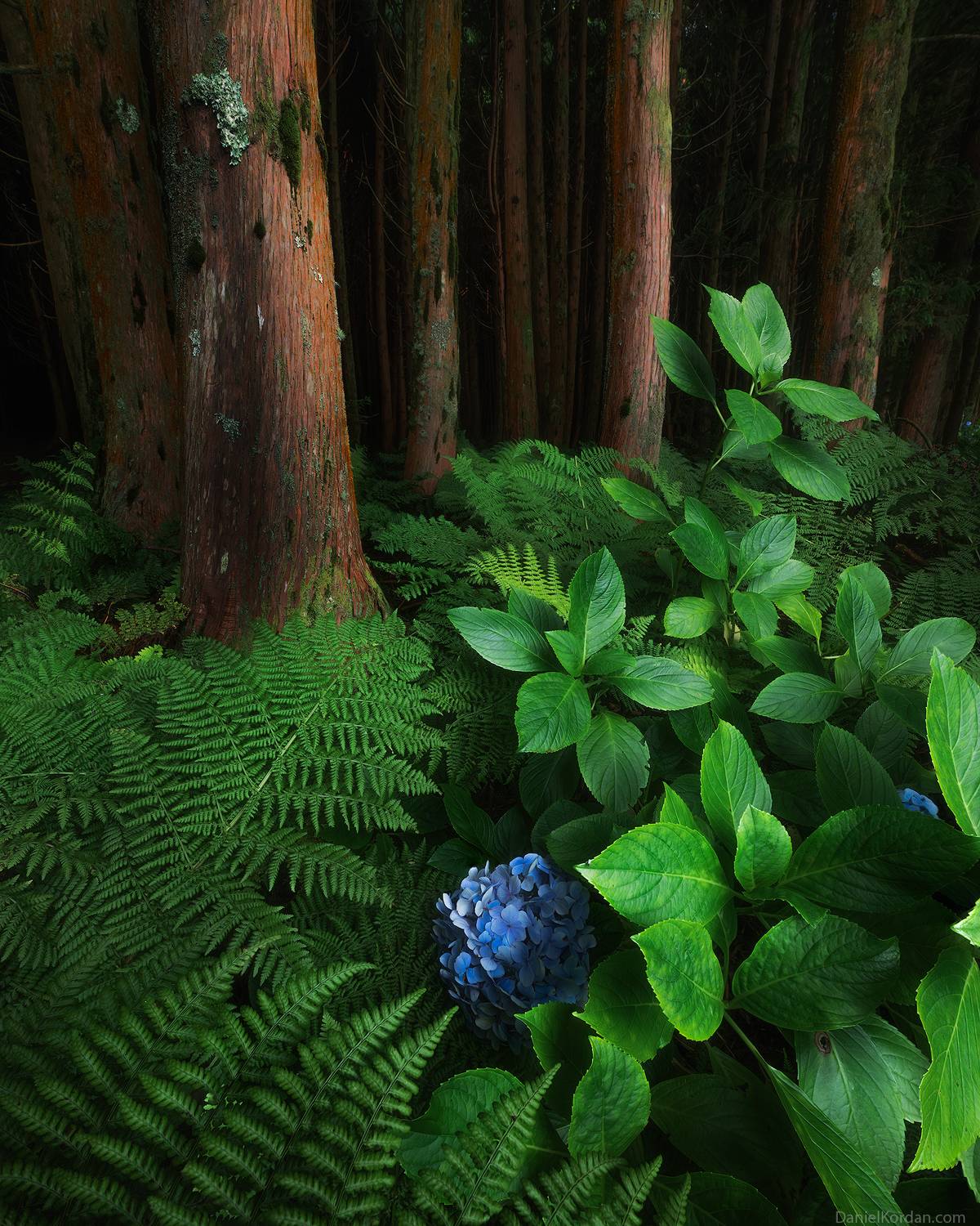 , Даниил Коржонов