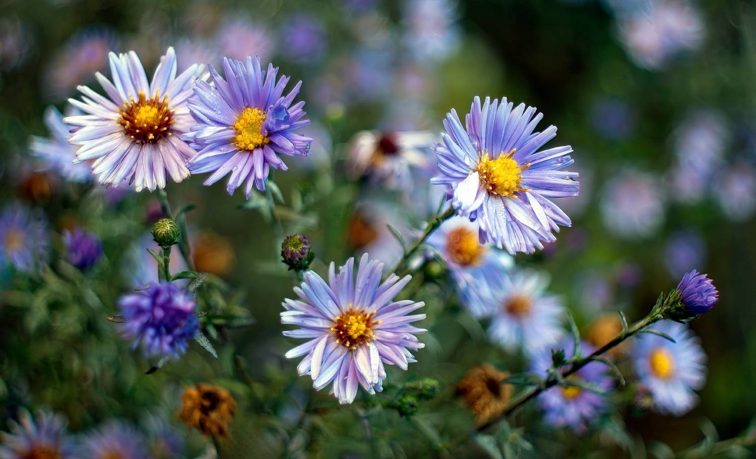 , Олег Орлов