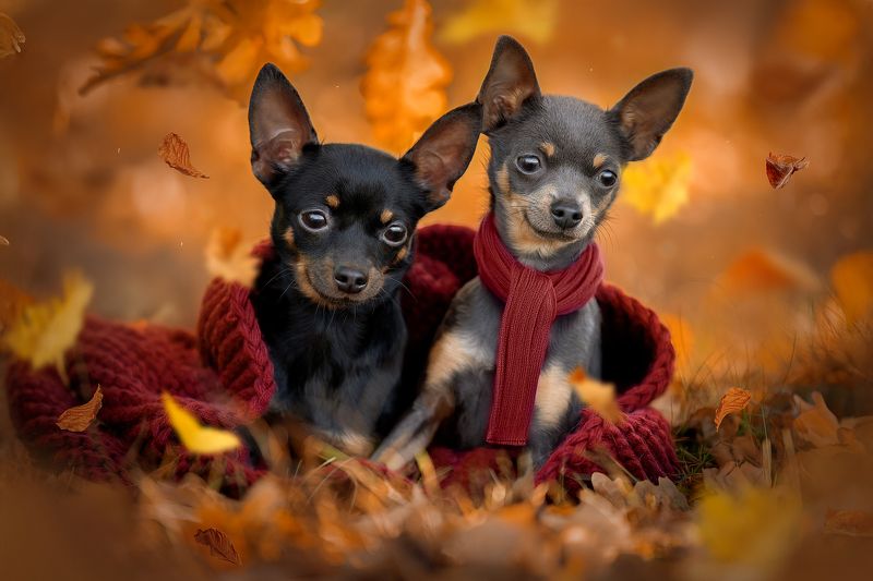 Малыши фото превью