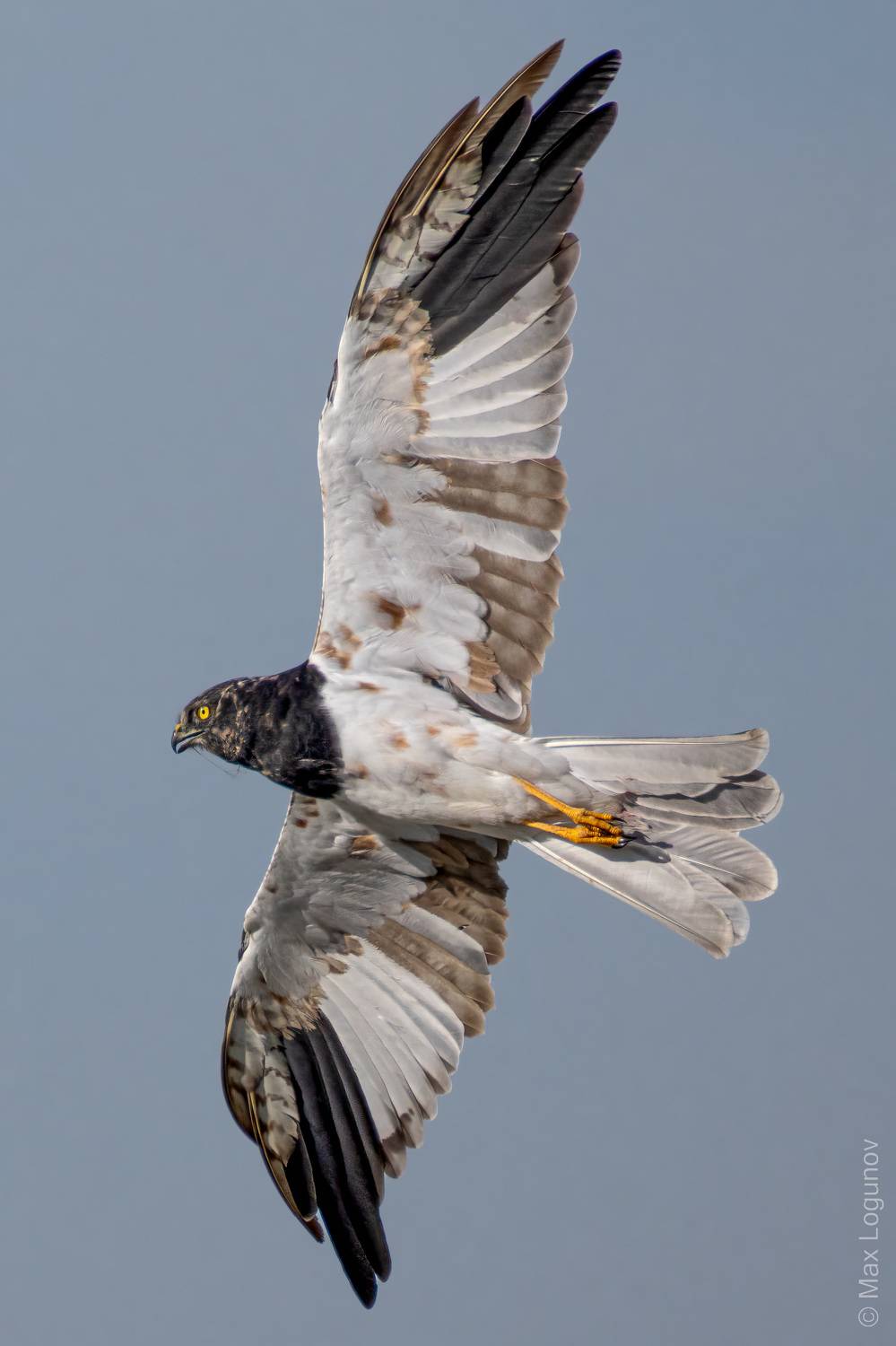 лунь, Логунов Максим