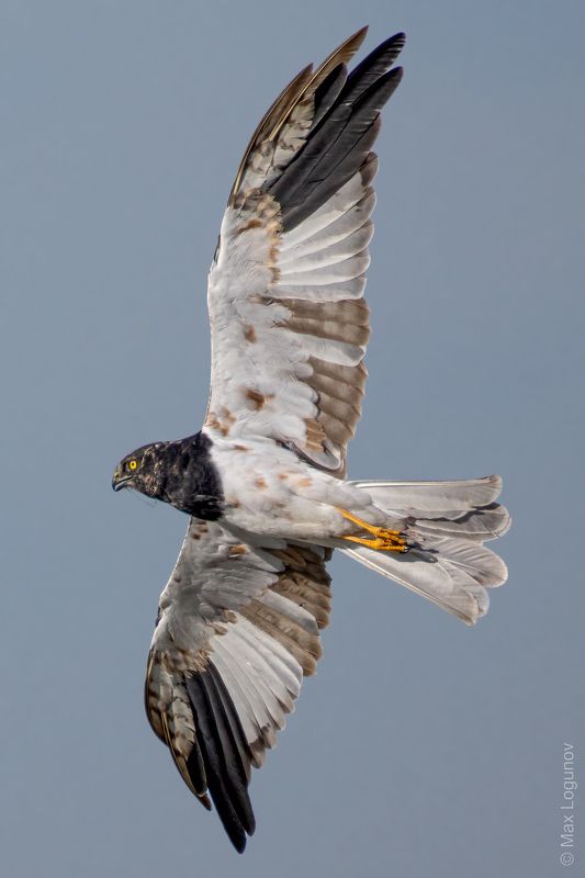 Пегий лунь (Circus melanoleucos) в полёте. фото превью